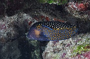Ostracion meleagris Coffre pintade-Maldives Miyaru kandu-6m-20240427-da-DSC_7365_tn